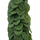 Betta terra green plant vine 70cm the Pet MARKET