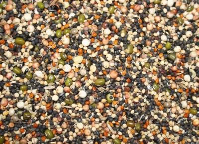 Countrywide Germination / Soak Seed Bird feed Country Wide