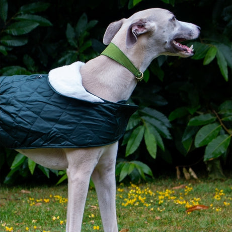 Ancol hound Leather Collar Ancol