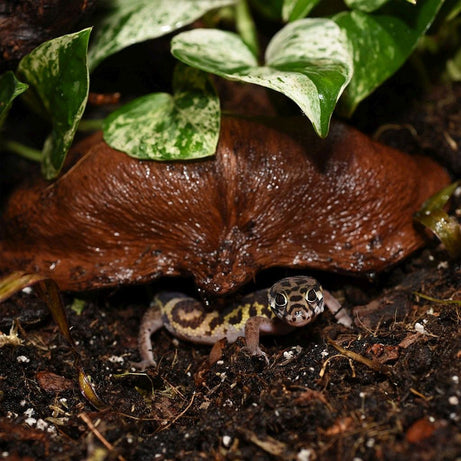 HabiStat Sculta Pod Reptile Decor HabiStat