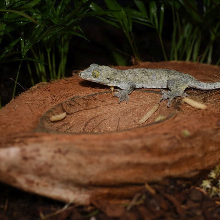 HabiStat Coco Bowl Reptile Decor HabiStat