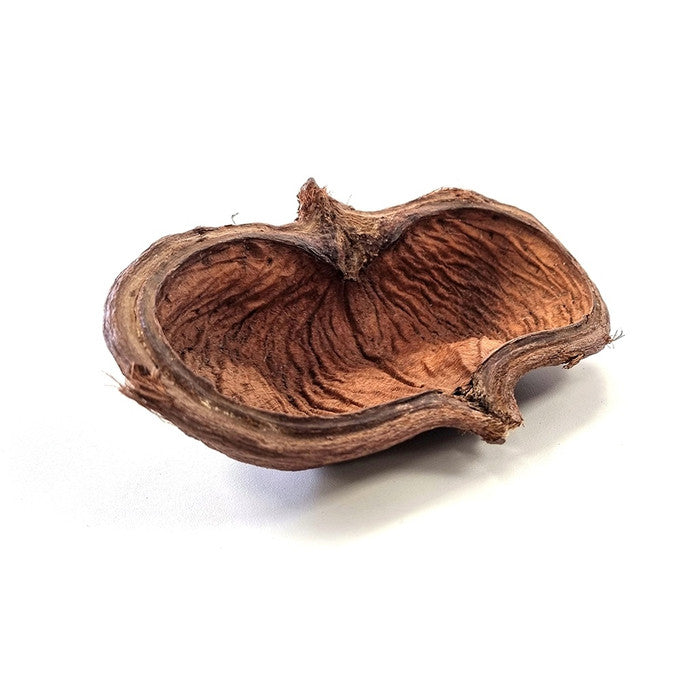 HabiStat Sculta Pod Reptile Decor HabiStat